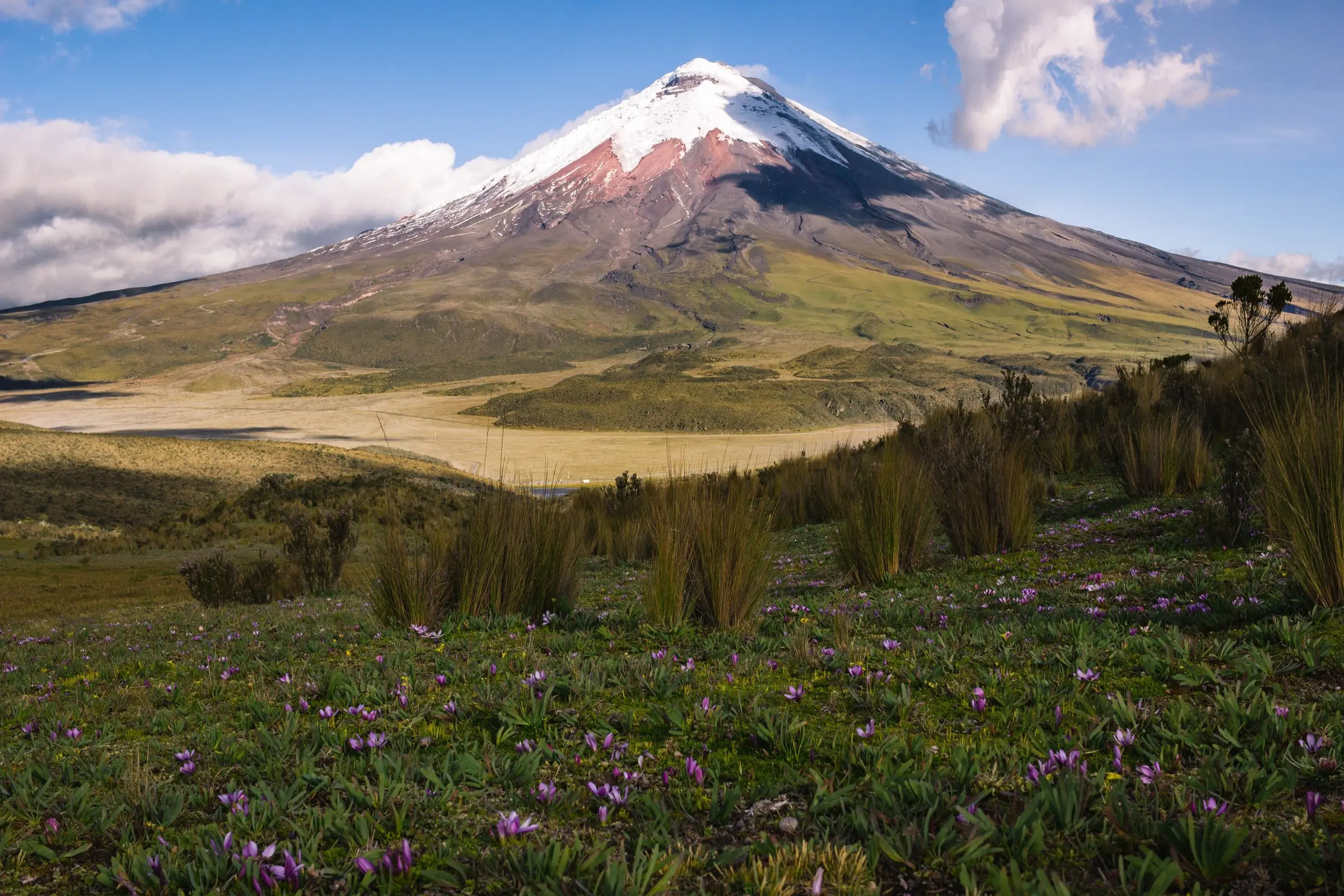 Snow-capped Cotopaxi volcano (5,897 m) rising above páramo grassland on a clear day