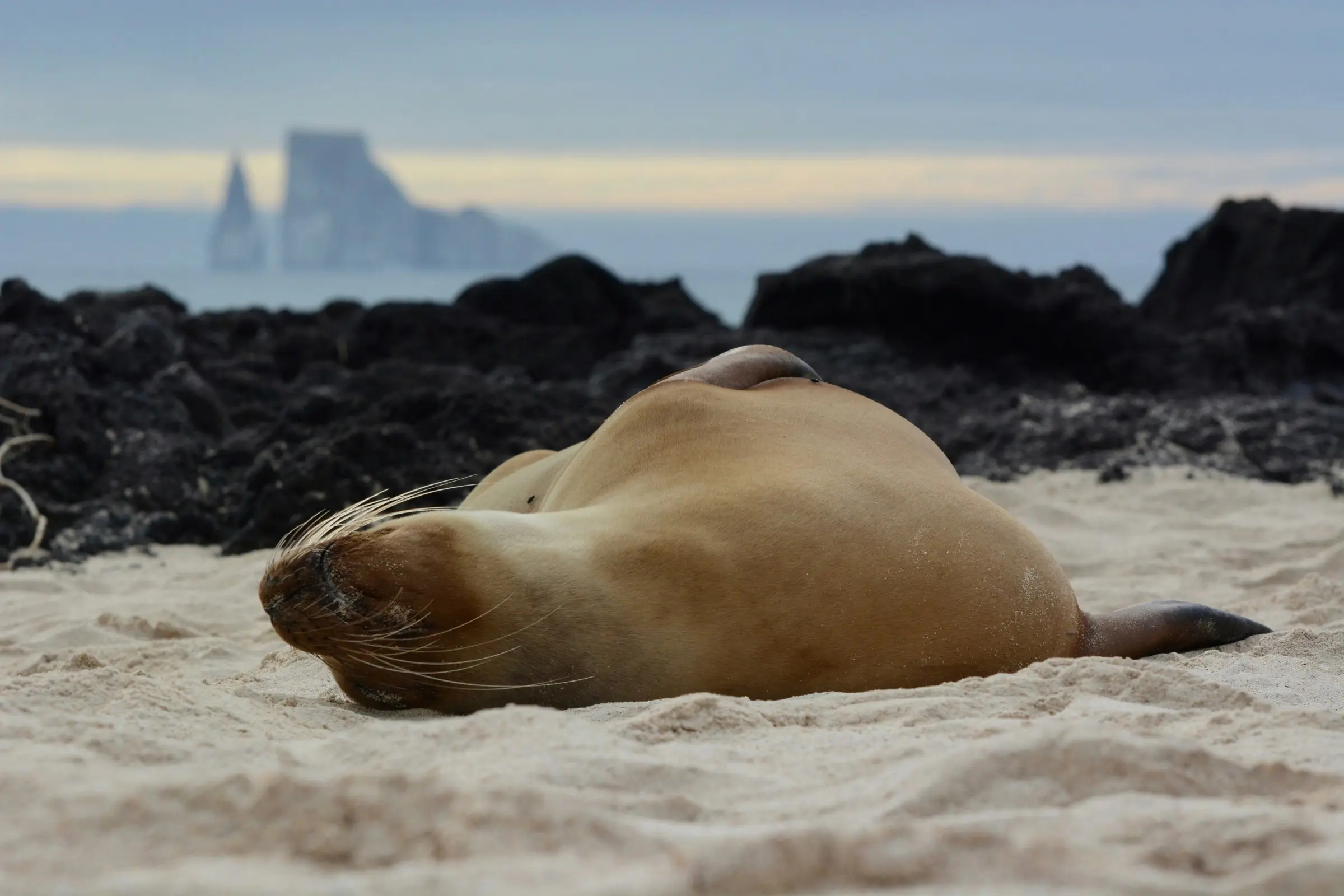 A Galápagos sea lion asleep on a white-sand beach on San Cristóbal, with Kicker Rock offshore behind it